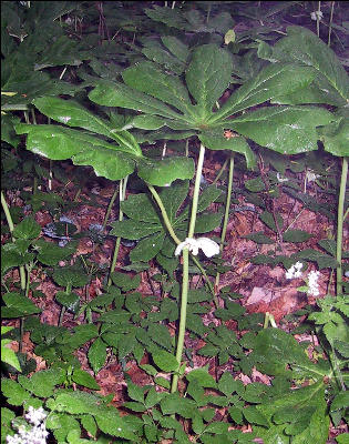 Mayapple, AT, Maryland