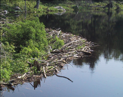 Beaver Dam, Long Trail, Vermont 
