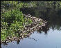 Beaver Dam, Long Trail, Vermont 