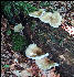 Mushroom on Trees, Long Trail, Vermont