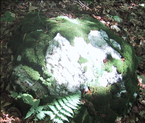 Rock and Moss, AT, Vermont