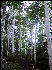 Birches, AT, Vermont
