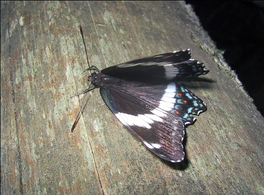 Butterfly, AT, Vermont