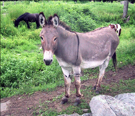 Wildlife, AT, Vermont