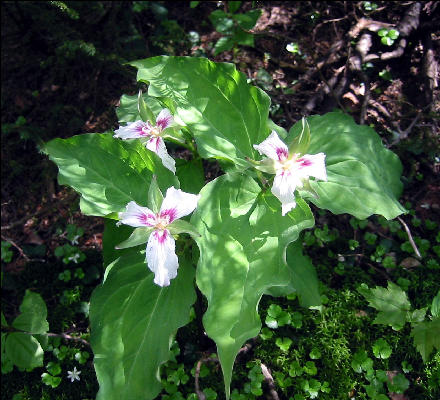 Tri  Trillium, White Mountains, AT, New Hampshire