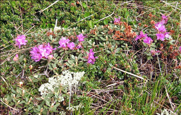 Flowers, White Mountains, AT, New Hampshire