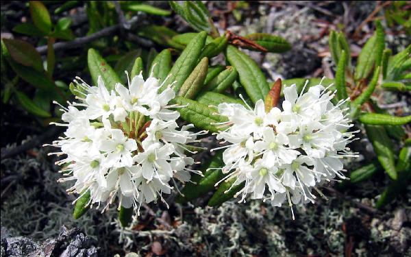 Labrador Tea, White Mountains, AT, New Hampshire