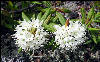 Labrador Tea, White Mountains, AT, New Hampshire