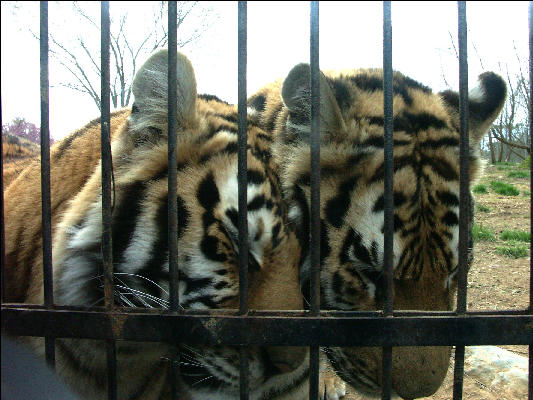 PICT9053 Tigers Carnivore Presevation Trust 