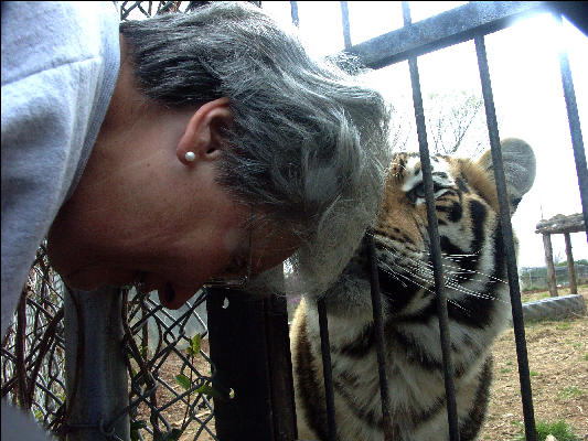 PICT9056 Tiger and Friend Carnivore Preservation Trust 