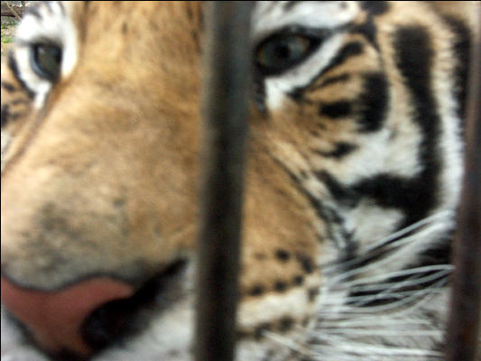 PICT9072 Tiger Carnivore Preservation Trust 