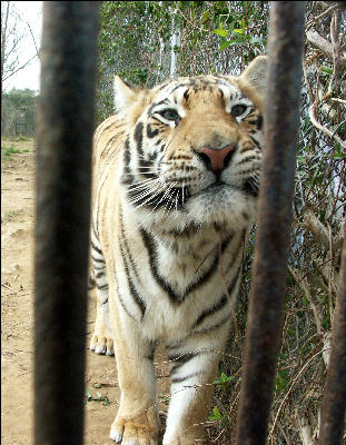 PICT9076 Tiger Carnivore Preservation Trusth 