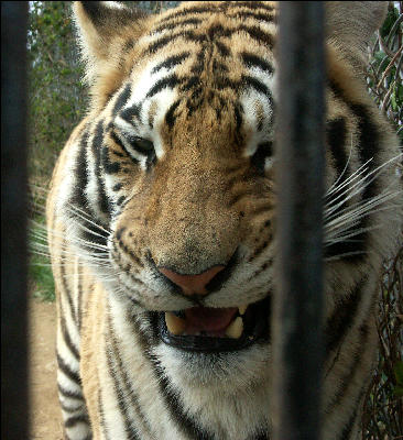 PICT9077 Tiger Carnivore Preservation Trust 