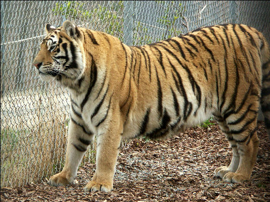 PICT9079 Tiger Carnivore Preservation Trust 