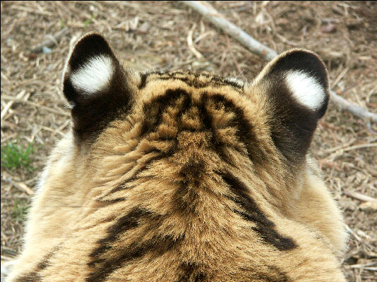 PICT9090 Tiger Carnivore Preservation Trust 