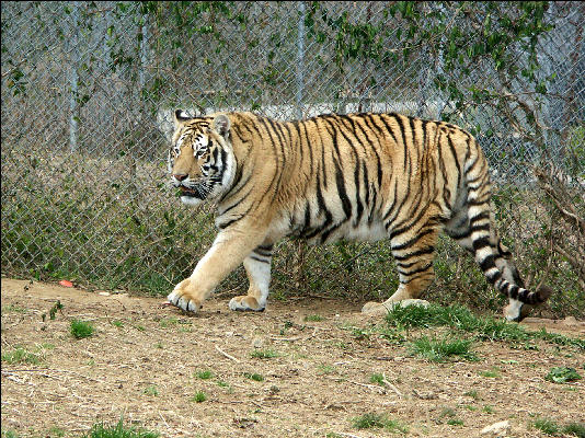 PICT9092 Tiger Carnivore Preservation Trust 