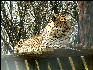 PICT9109 Leopard Carnivore Preservation Trust 