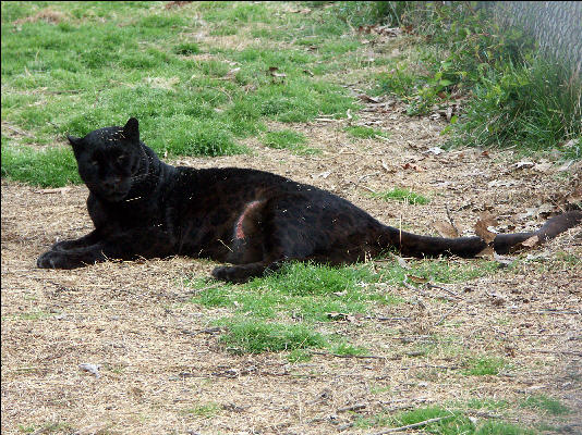 PICT9134 Leopard Carnivore Preservation Trust 
