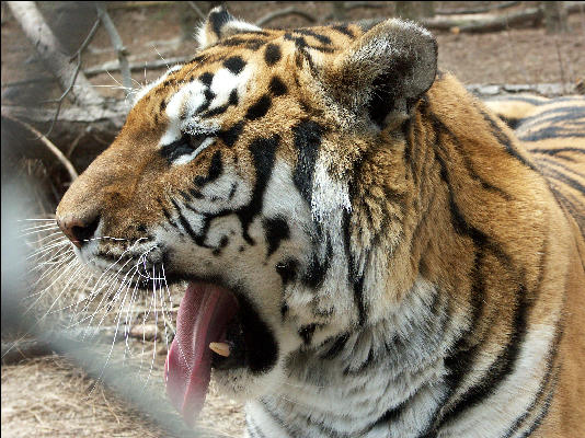 PICT9145 Tiger Carnivore Preservation Trust 