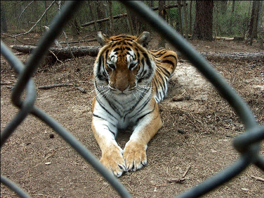 PICT9147 Tiger Carnivore Preservation Trust 