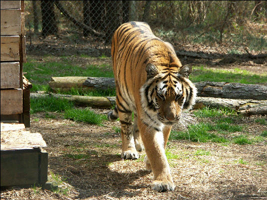 PICT9160 Tiger Carnivore Preservation Trust 