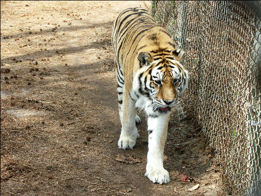 PICT9163 Tiger Pacing Carnivore Preservation Trust Pittsboro NC 