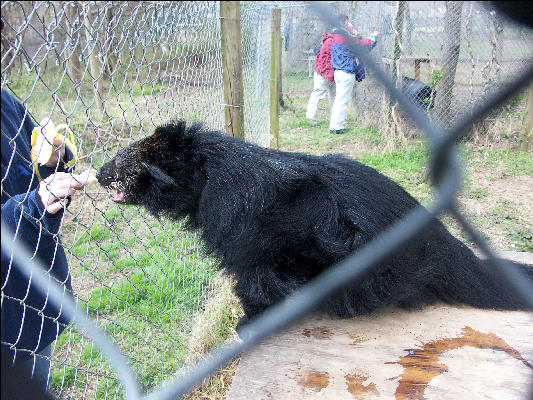 PICT9166 Binturong Carnivore Preservation Trust Pittsboro NC 