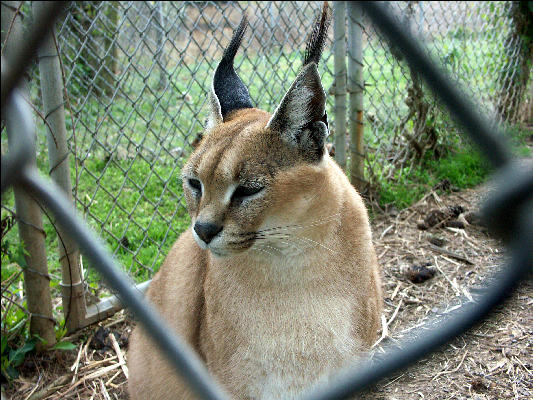 PICT9170 Caracal Carnivore Preservation Trust 