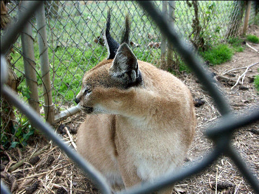 PICT9171 Caracal Carnivore Preservation Trust 