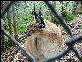 PICT9171 Caracal Carnivore Preservation Trust 