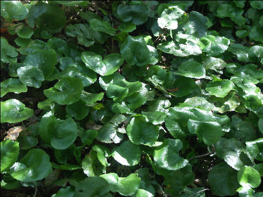 Pict4837 Galax Occoneechee Mountain Hillsborough NC