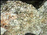 Pict4877 Pyrophyllite Occoneechee Mountain Hillsborough NC
