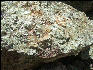 Pict4881 Pyrophyllite Occoneechee Mountain Hillsborough NC