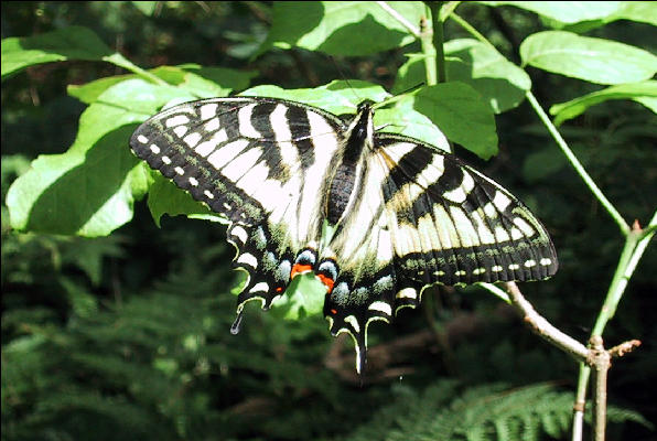 Butterfly, AT, Massachusetts