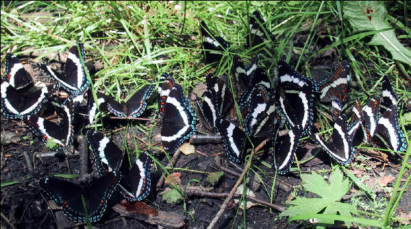 Butterflies, Lost Pond Shelter, Long Trail, Vermont