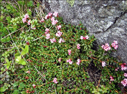 Flowers, White Mountains, AT, New Hampshire