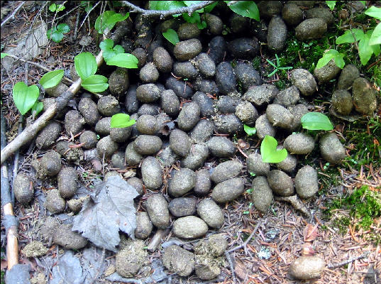 Moose Poop, White Mountains, AT, New Hampshire