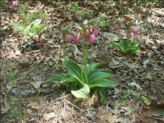 PICT5608 Dutchman's Britches Cape Cod 