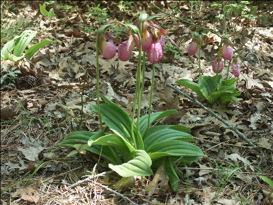 PICT5611 Dutchman's Britches Cape Cod 