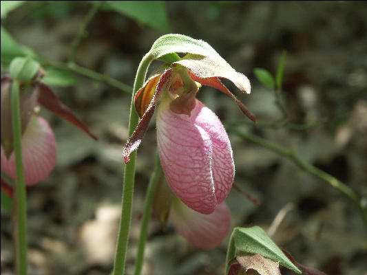 PICT5618 Dutchman's Britches Close Up Cape Cod 