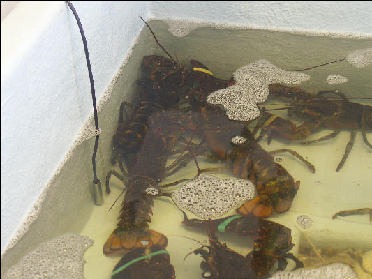 PICT5739 Lobsters Provincetown Cape Cod 