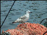 PICT5765 Seabird on Fishing Boat Provincetown Cape Cod 