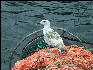 PICT5775 Seabird on Fishing Boat Provincetown Cape Cod 