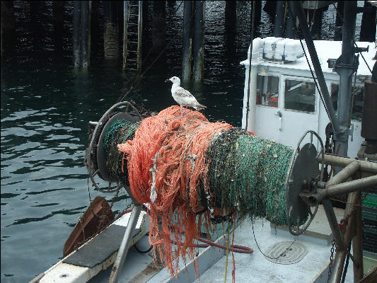 PICT5778 Seabird on Fishing Boat Provincetown Cape Cod 