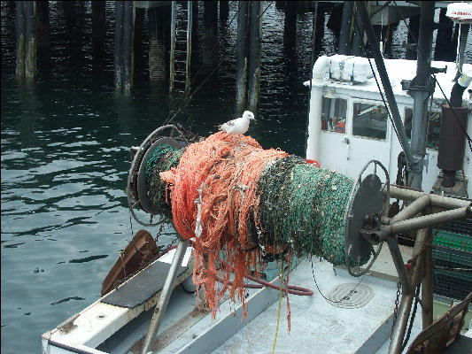 PICT5779 Seabird on Fishing Boat Provincetown Cape Cod 