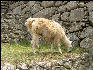 Llama at the end of the Inca Trail