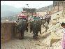 Pict2817 Amber Fort Elephant Traffic Jam Jaipur