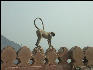 Pict2889 Monkey Amber Fort Jaipur