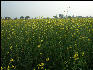 Pict3590 Mustard Growing Near Keoladeo Ghana NP