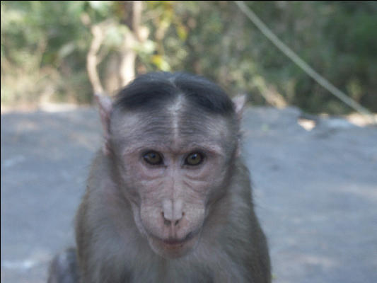 Pict1367 Elephant Island Monkey Mumbai